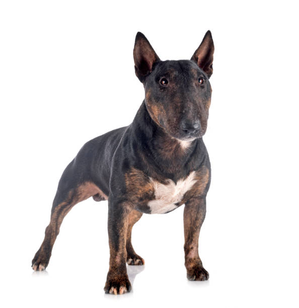 Tri Color Bull Terrier Stock Photos, Pictures & Royalty