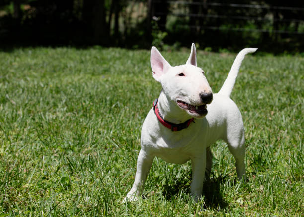 Miniature bull terrier playing on the grass in park stock photo