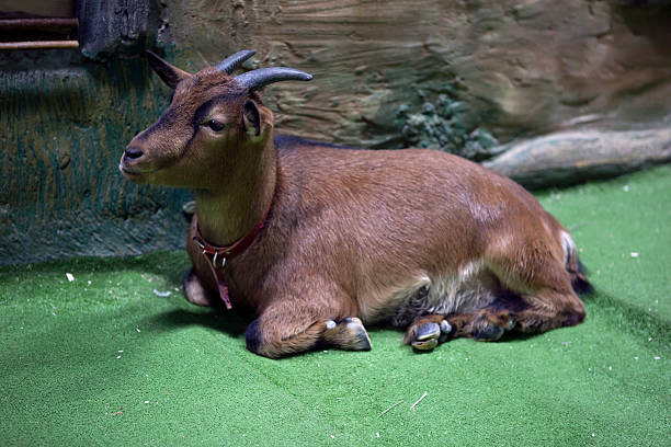 Miniature Cameroon goat This is a miniature, squat, different colors (coat color ranges from a light caramel to dark brown ), with a fairly large to grow horns and clever eyes. cameroun foot stock pictures, royalty-free photos & images