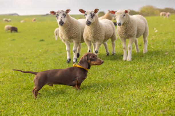 Miniature Dachshund and Cute Lambs stock photo