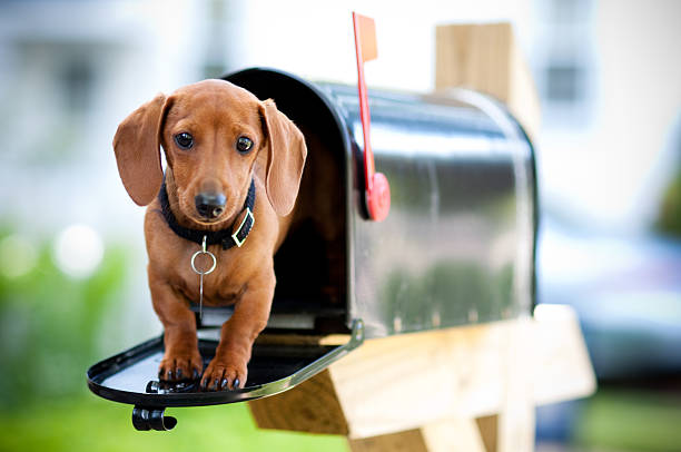 Miniature Dachshund in a Mail Box stock photo