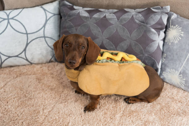 Miniature dachshund in hot dog costume Miniature dachshund sitting on rug in hot dog costume with cushions behind dachshund stock pictures, royalty-free photos & images