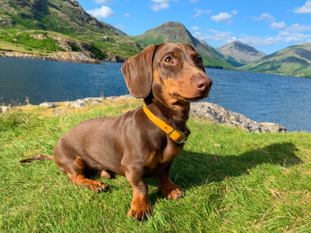 Miniature Dachshund in the Lake District stock photo