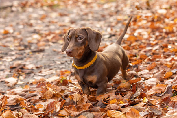 Miniature Dachshund in the Park stock photo