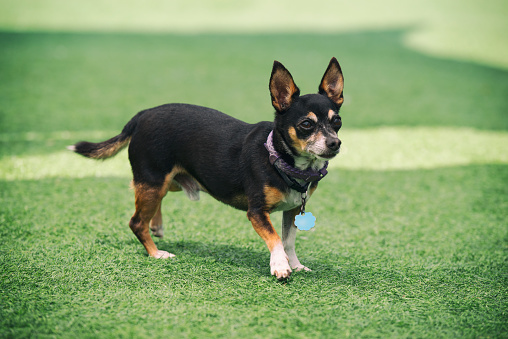 芝生の上のミニチュア ピンチャー犬 イスラエルのストックフォトや画像を多数ご用意 Istock