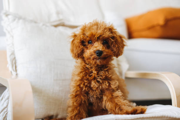 Miniature red poodle puppy on carpet stock photo