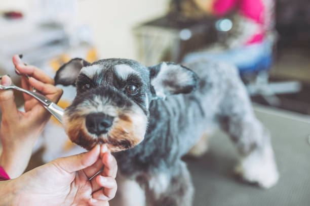 Miniature Schnauzer trimming Miniature Schnauzer trimming groom human role stock pictures, royalty-free photos & images