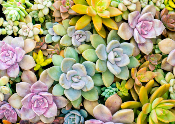 Miniature succulent plants Miniature succulent plants in garden sempervivum stock pictures, royalty-free photos & images