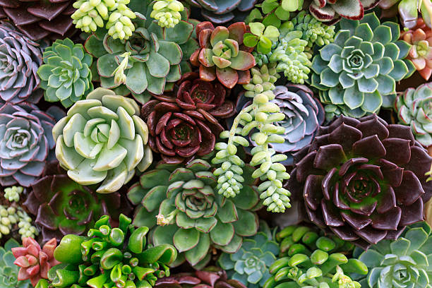 Miniature succulent plants stock photo