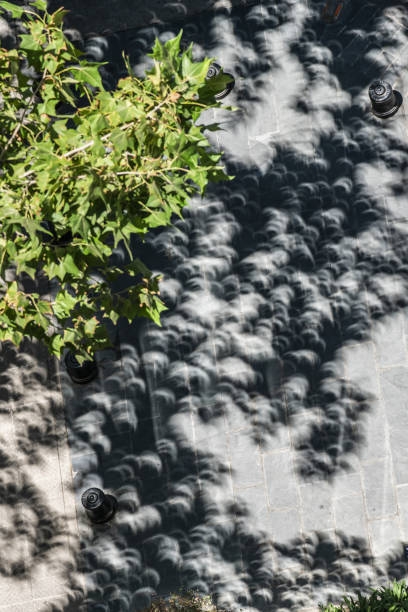 部分的な日食の間に通りの葉や木の枝の影の投影ビューでミニスリプス - 木漏れ日　影 ストックフォトと画像