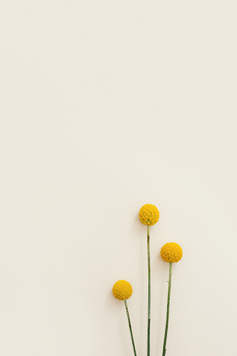 Minimal floral background with fresh yellow round Billy Balls flowers on beige fon. Aesthetic image with neutral color and copy space.
