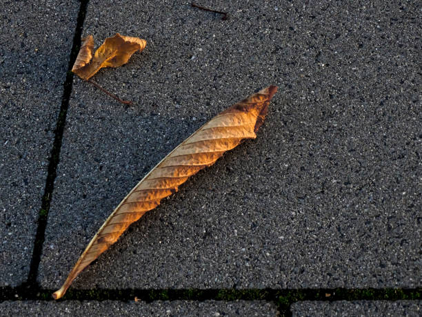 Minimalist Autumn A minimalist, partial depiction of pavement slabs with dead leaves over them. The photo was shot in early October 2021, in Dusseldorf, Germany. daylight savings time 2021 stock pictures, royalty-free photos & images