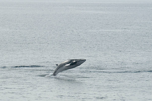 Minke whale Breaching stock photo