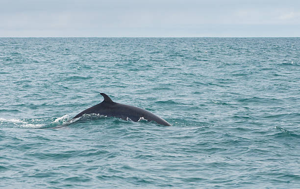 Minke whale stock photo