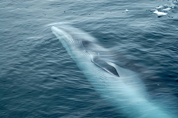 minke whale swimming in ocean - antarctica stockfoto's en -beelden