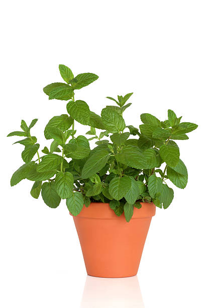 Mint herb in a flowerpot on a white background stock photo