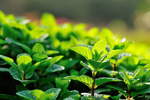 mint plant grow at vegetable garden stock photo