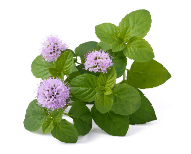 Mint with flowers stock photo