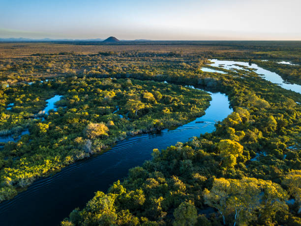 miranda floden fotograferad i corumbá, mato grosso do sul. pantanal biome, brasilien. - biologisk mångfald bildbanksfoton och bilder