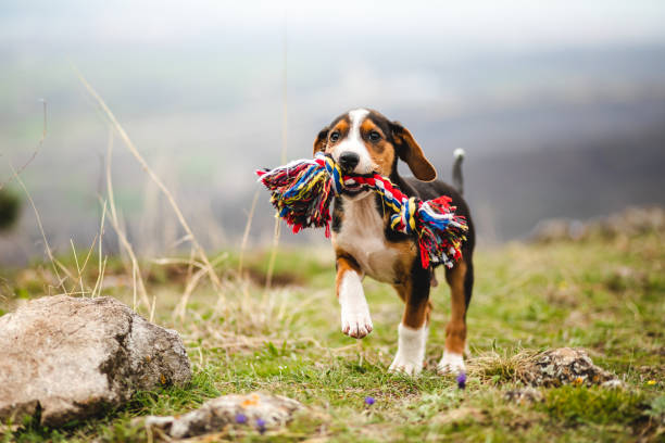 Mischief mixed breed puppy holding a colorful toy in his jaw stock photo