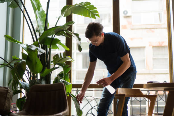 Misting the plant A young handsome man is misting his indoor plant. The plant is positioned in front of a big wall-to-wall window. bird of paradise plant stock pictures, royalty-free photos & images