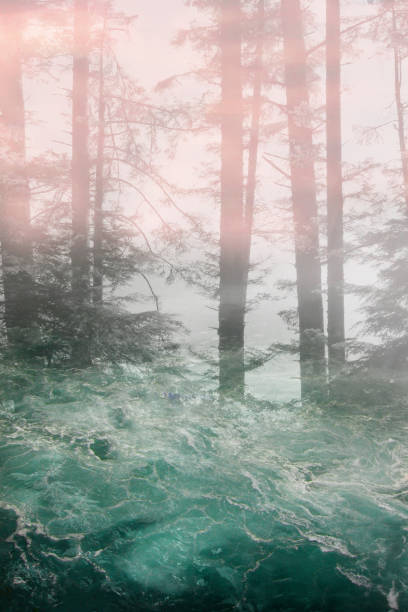 Misty Forest and Sea stock photo