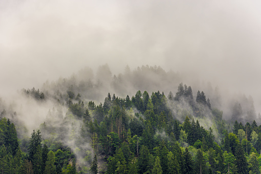 Pine trees in the clouds on a mountain in Austria