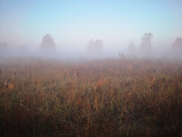 Misty morning in the field meadow stock photo