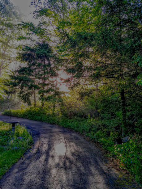 misty morning trail - burt forest imagens e fotografias de stock