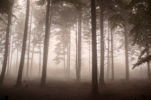 Misty pine woods at dawn stock photo