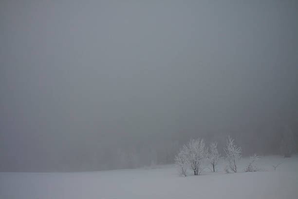 Misty trees stock photo