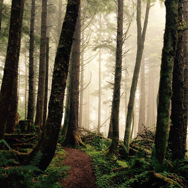 Misty Wilderness stock photo