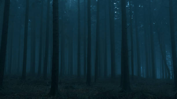Misty woods stock photo