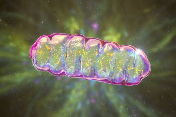 Mitochondria, a membrane-enclosed cellular organelles, which produce energy stock photo