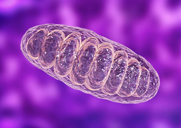 Mitochondria is a double membrane-bound organelle found in all eukaryotic organisms. are related to the cellular respiration process Mitochondria is a double membrane-bound organelle found in all eukaryotic organisms. are related to the cellular respiration process. 3D illustration endoplasmic reticulum stock pictures, royalty-free photos & images
