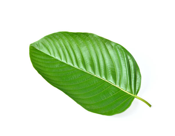 Mitragyna speciosa leaf on white background stock photo