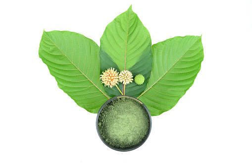Can you Smoke Kratom Powder in the United States? 