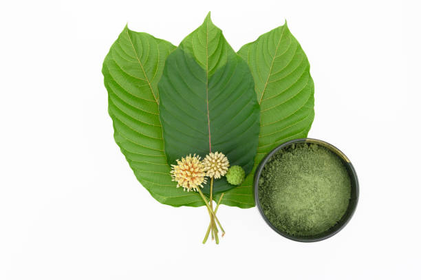 Mitragynine. Drugs and Narcotic  kratom stock pictures, royalty-free photos & images