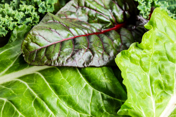 Mix of Lettuce, Chard and Kale A close-up of a mix of green lettuce, chard and kale from the garden chard stock pictures, royalty-free photos & images