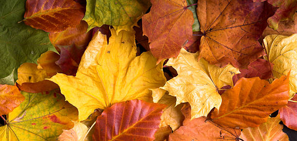 Mixed Autumn Leaves stock photo