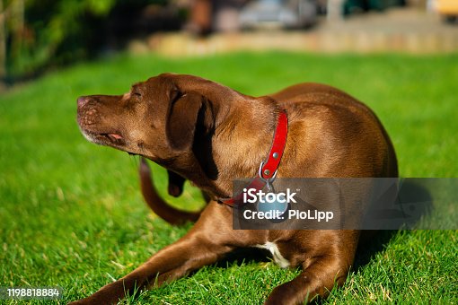 istock Mixed breed dog brown shiny fur sunbathes in the sun and scratches itself 1198818884