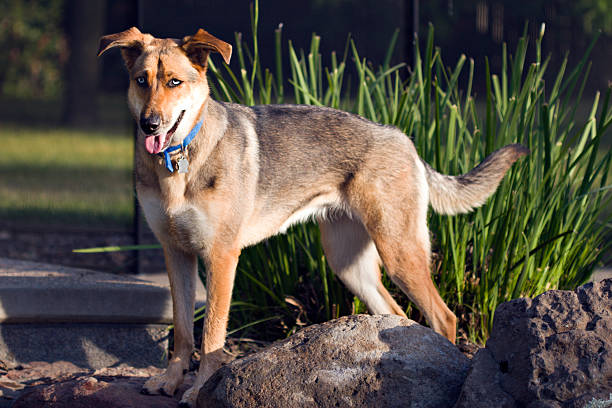Mixed Breed Dog stock photo