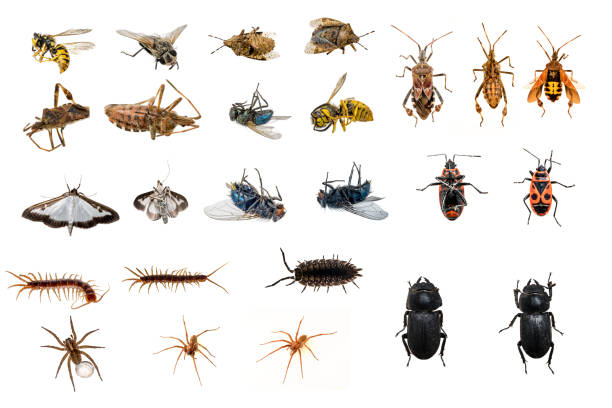 죽은, 살아있는 곤충의 혼합된 컬렉션 - 곤충 뉴스 사진 이미지