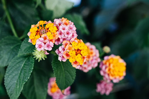 Colorful and mixed colors of Lantana Camara flowers in yellow, pink and orange on green leaves background