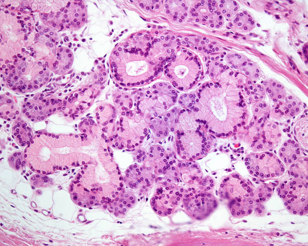 Mixed exocrine gland Mixed gland showing both mucous cells (with pale cytoplasm) and serous cells in the same gland. Light microscope micrograph. Hematoxylin & eosin stain. histology stock pictures, royalty-free photos & images