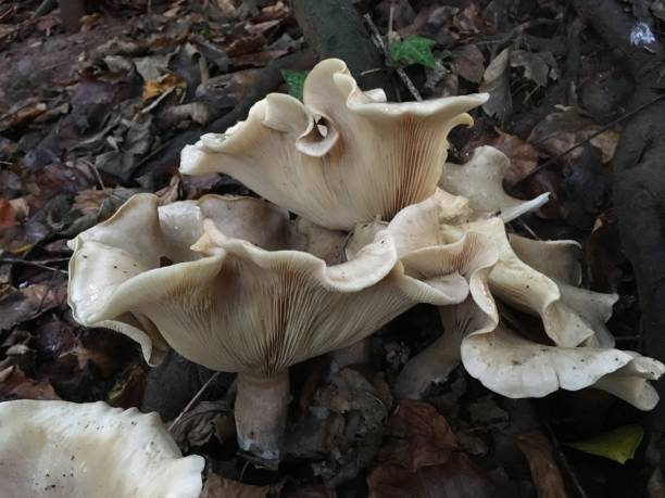 Mixed fungi at Sylvan Heights park stock photo