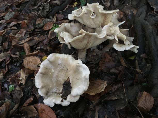 Mixed fungi at Sylvan Heights park stock photo
