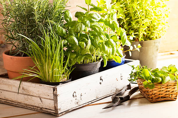 mixed herbs in pots mixed herbs such as basil, chives and rosemary in pots in a wooden tray, gardening tool lying on wooden table thyme photos stock pictures, royalty-free photos & images