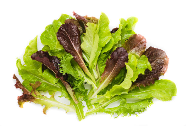 Mixed lettuce stock photo
