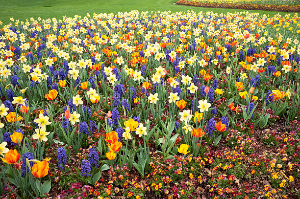 Mixed spring bulbs Springtime bulb bed at the Dallas Arboretum. arboretum stock pictures, royalty-free photos & images